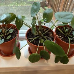 Chinese Money Plant $10 for each