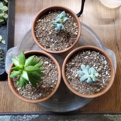 Succulents In 4" Pots