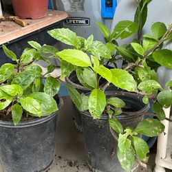 Bonitas Plantas Naturales de insulina a Buen precio a $8 $10 Cada una