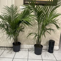 Tropical Palm 25$ Each