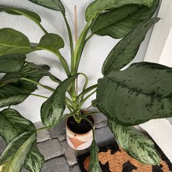 Chinese Evergreen Plant 