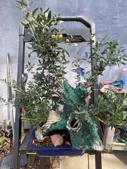 Forest style olive bonsai $120 in blue bonsai pot