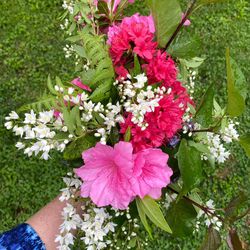 Bright, Pink, Large Flower Azalea Plants