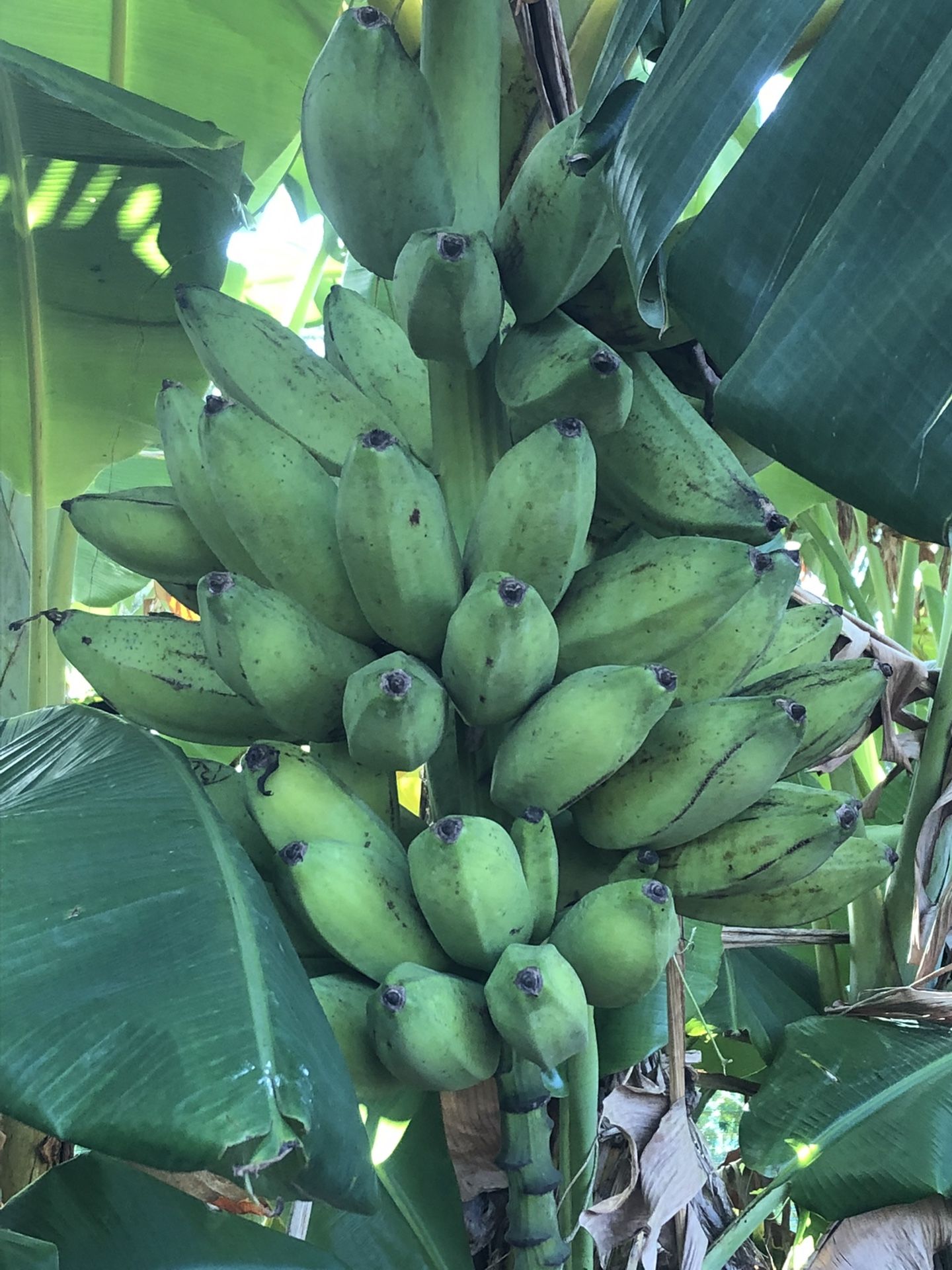 Bananas Trees For Sale