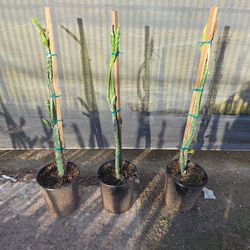 5 GALLON DRAGON FRUIT