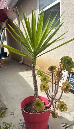 2 pots Different kind of succulents .. $20.00 EA. Or $35.00  Both