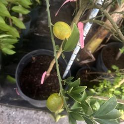 Meiwa Kumquat Tree 