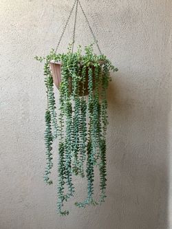 Donkey's Tail Succulent