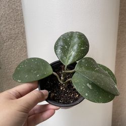 Beautiful Hoya Obovata Splash Plant
