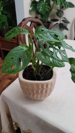 Cheese plant ceramic pot