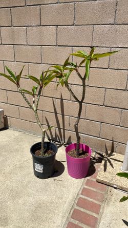 Pink or red plumeria plants blooming soon