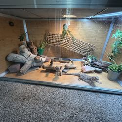 Reptile Enclosure