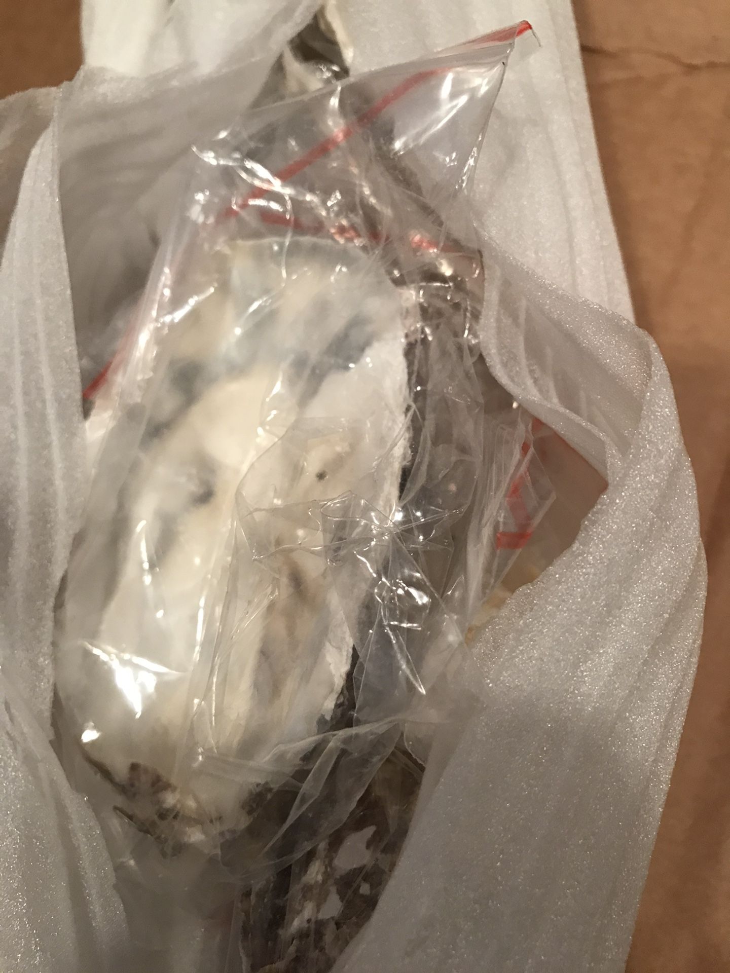 Pier 1 imports oyster pendant suspension huitres NIB