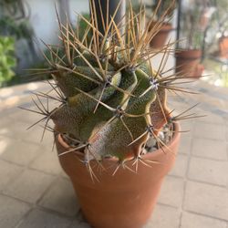 🌵 Bishop’s Hood Cactus 🪴 Terracotta Clay Pot