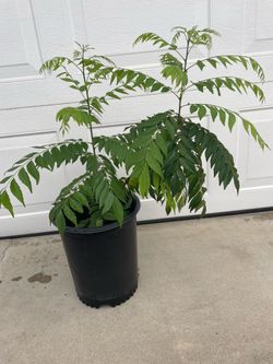 Curry Leaf