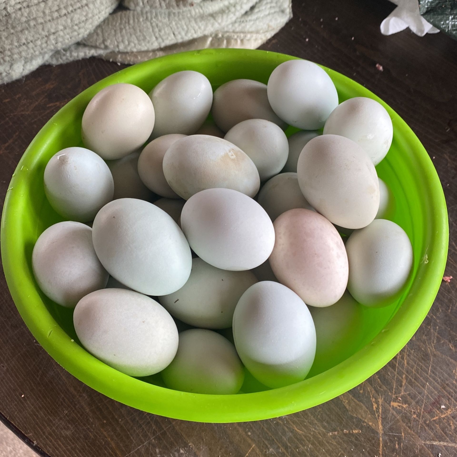 Daily Fresh Chicken Eggs