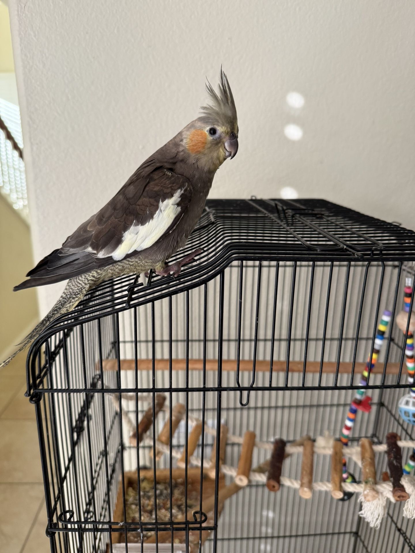 Cocktail Bird Cage