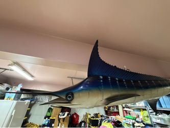 large fiberglass Marlin