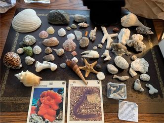 Large Mixed Seashell and Coral Collection