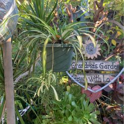 Spider Plant In Hanging Basket.