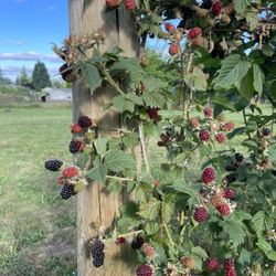 Marion Blackberry Plants