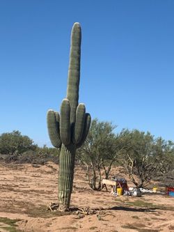 Saguaro Cactus For Sale for Sale in Mesa, AZ - OfferUp