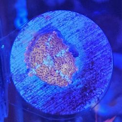 Crossfire Mushroom Decoration 