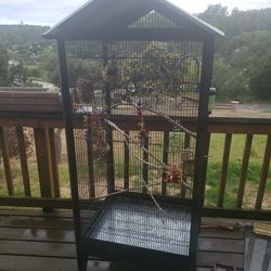 Birds  with Cage and accessories 
