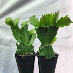 Christmas Cactus Succulent Plant/ House Plant/ Indoor Plant Flower Patio Garden Starter 