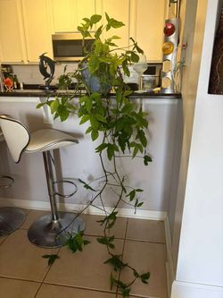 Large plant
