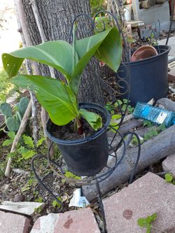 Red Cannas For Sale