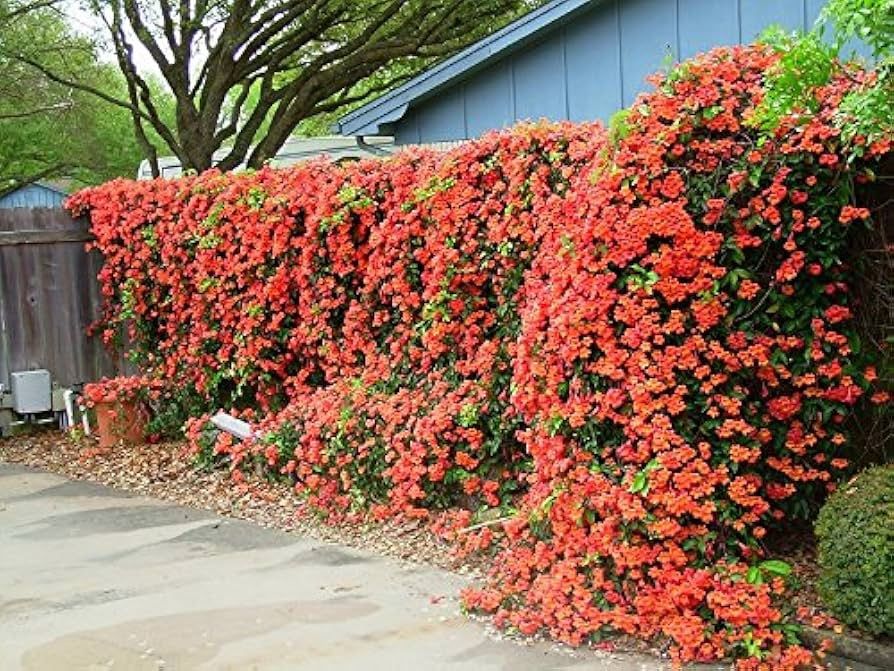 Beautiful Trumpet Vine