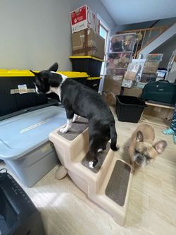 3-Step Pet Stairs for Dogs and Cats