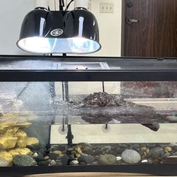 Reptile Tank