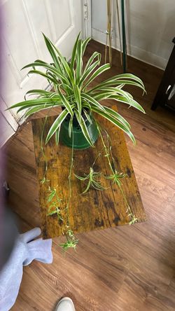 Spider 🕷️ plant 🌱 w/ baby runners