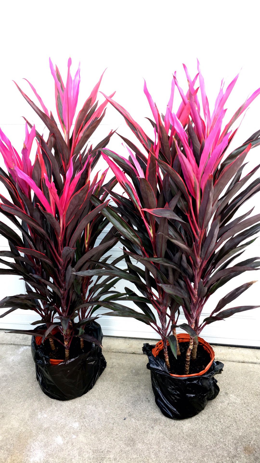 HAWAIIAN TI - Cordyline Terminalis - 4 feet tall total - Outdoor and Shaded Plant - $20 each - Available 1