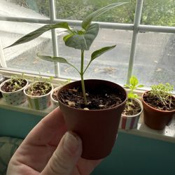 Bell Pepper Grand Bell