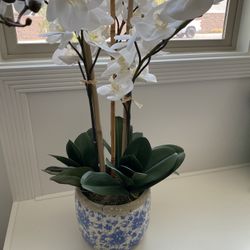 Orchid Flowers