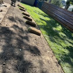 Fresh Sod 