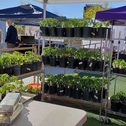 Tomato plants for sale.