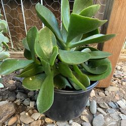 Succulent Plant 
