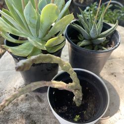 Plant $10 All