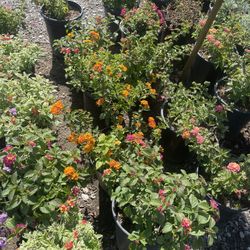 Lantanas 