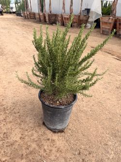 Rosemary 5 gallons