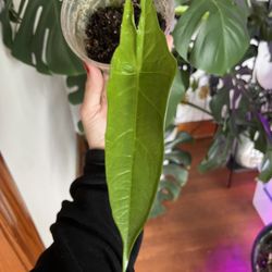 Dragon Breath Alocasia House Plant 