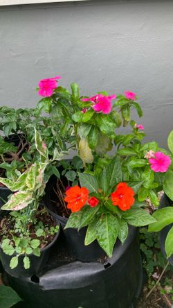 Plant