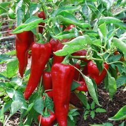 EXCLUSIVE - Corno di Toro or “Bull's Horn” sweet peppers are traditional Italian summer favorites. 