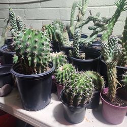 $10 Garden full of variety of Cactus