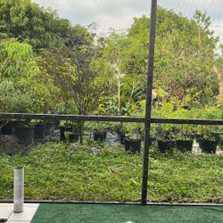 Tropical Plant Sale Today