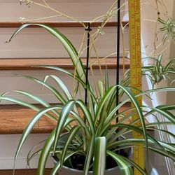 Spider plant 
